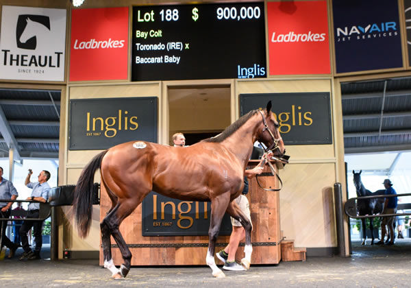 Star of the show was this Toronado (IRE) colt from Baccarat Baby.