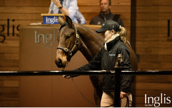 $300,000 Toronado (IRE) colt from Gig.