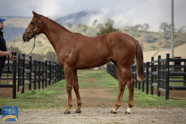 Lot 1429 - Toronado (IRE) colt from Royal Raine.