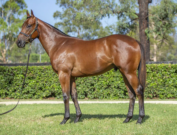 $1.3m Yarraman Park yearling Graduate Tower Bridge Is Raced By A Group Of Industry Heavyweights Headed By Coolmore