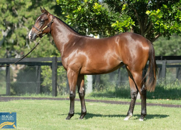 Tracy's Spirit as a yearling