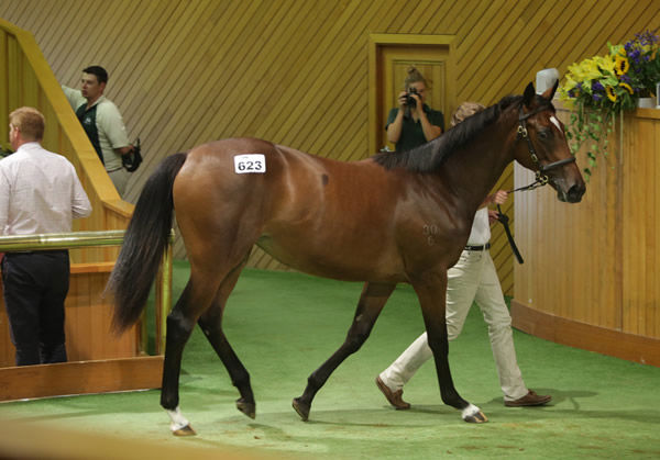 Tralee Rose as a yearling - image Trish Dunell.