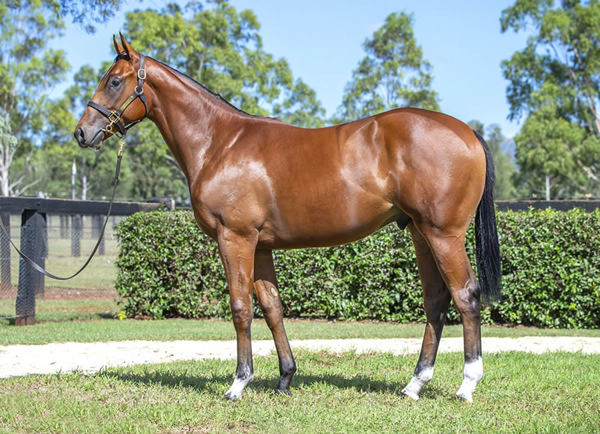 Transgress was a $650,000 Inglis Easter purchase.