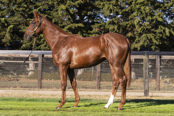 Full sister to SW Pinito.