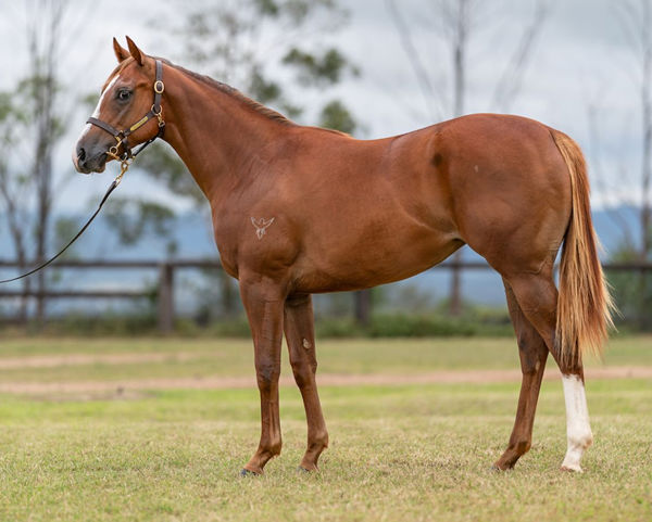 $430,000 Trapeze Artist filly from Zelady's Night Out.