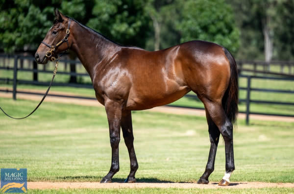 $300,000 Trapeze Artist filly from Hummalong