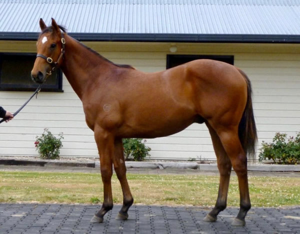 Trigger Pegasus as a yearling.