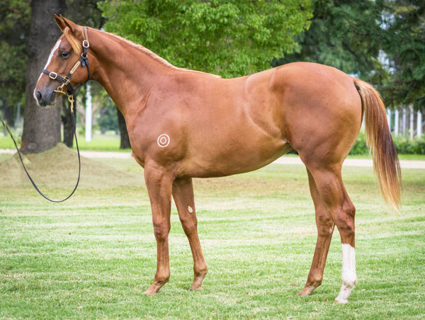 Triumphant More's yearling shot