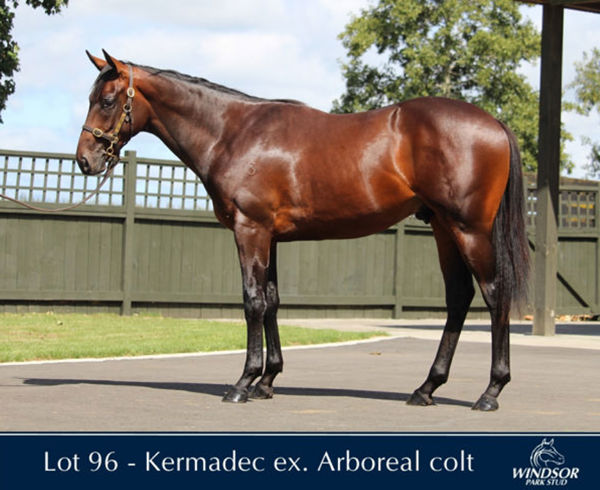 Trobriand was the most expensive yearling by Kermadec sold in 2022. 