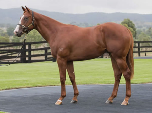 Trope was a $500,000 yearling