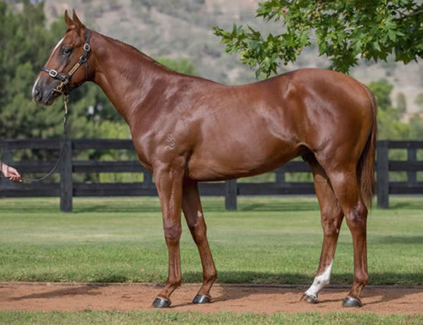 True Legend was a $530,000 Inglis Easter yearling purchase