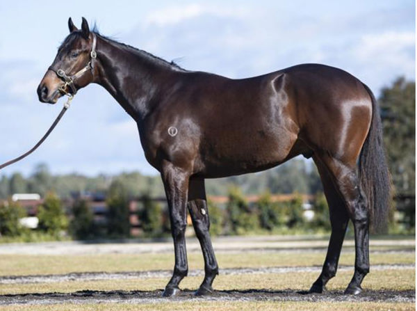 Turgenev was a $500,000 Inglis Easter purchase.