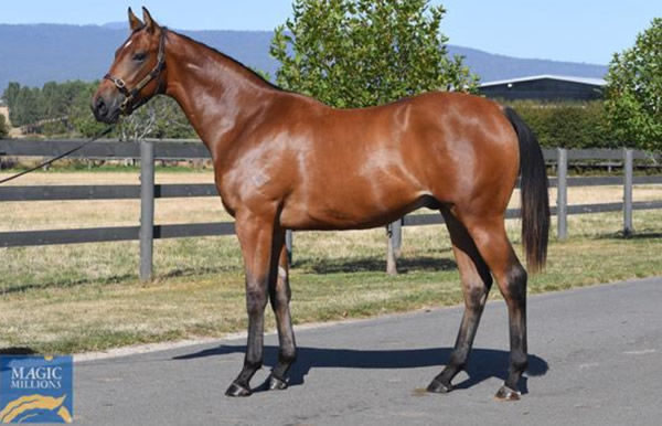 Turk Warrior as a yearling.