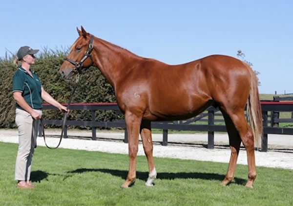 Lot 49 (Turn Me Loose x Lady Grace) was purchased for $34,000.