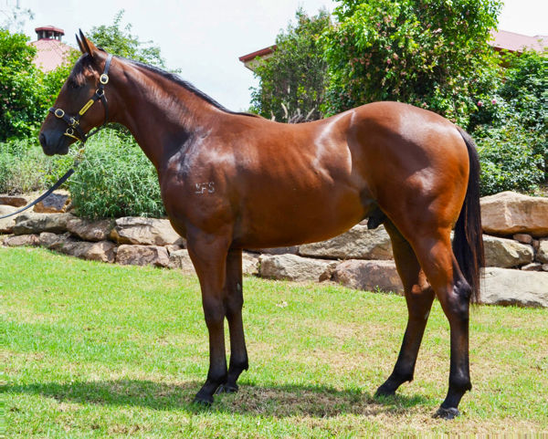 Turning a $70,000 Inglis Classic yearling