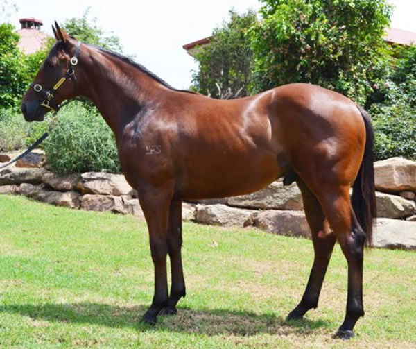 Turning as a yearling.