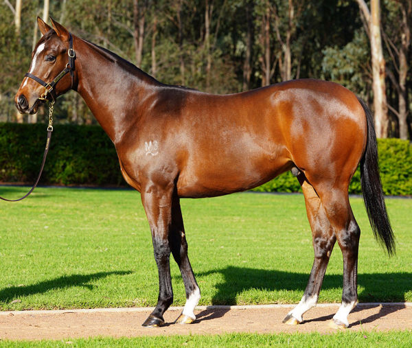 Turnstar a $50,000 Inglis Easter Yearling