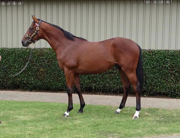 Cavalry / Tutukaka as a yearling.