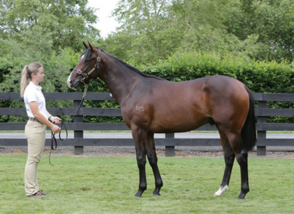 Tuxedo was a $70,000 K1 purchase from Waikato Stud.