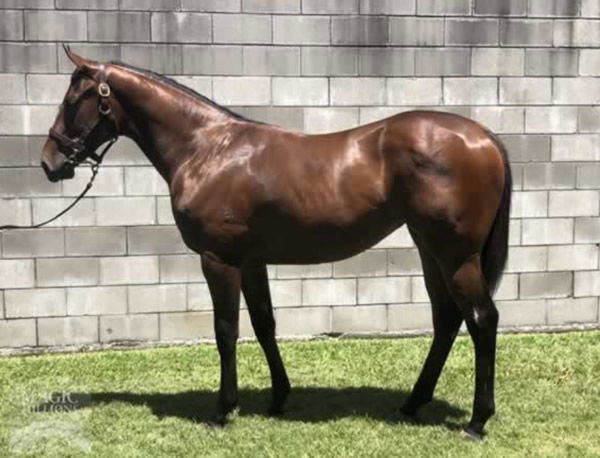 Twilight Affair was a $400,000 Magic Millions yearling purchase.