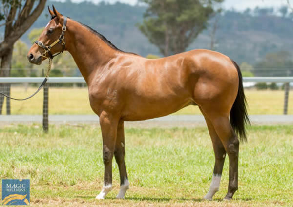 Twin Stars as a yearling.