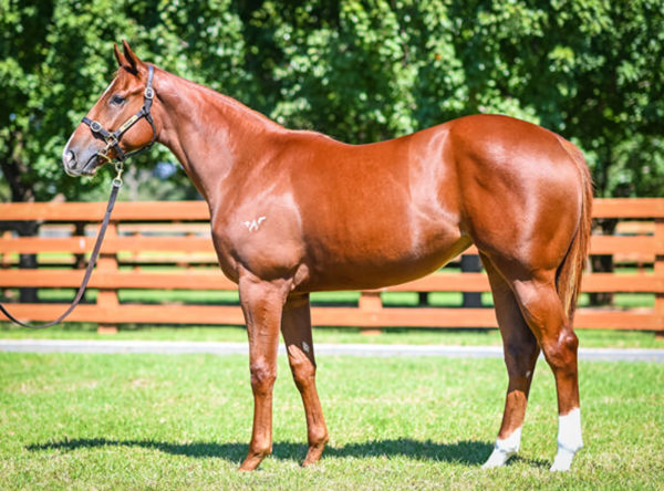 A $320,000 Inglis Easter purchase, Tycoon Deshauna is built for speed!