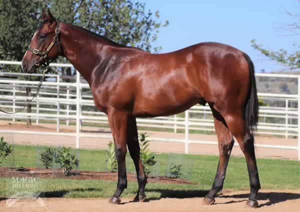 Tycoonist a $750,000 Magic Millions yearling