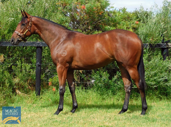 Ultimate Command was a $15,000 Perth Magic Millions Yearling