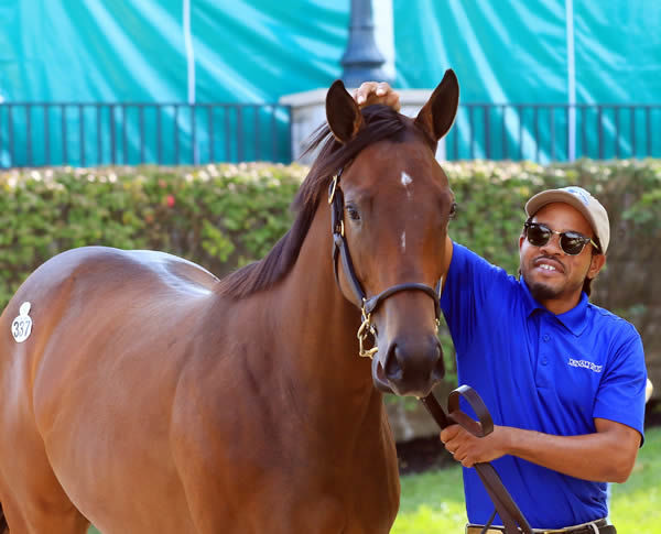$2.5million Uncle Mo filly from Starship Warpspeed