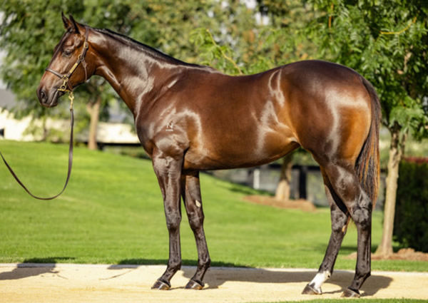 Unconquerable was a $180,000 Inglis Easter purchase.