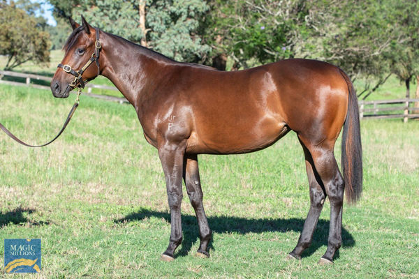 Uncorked a $130,000 Magic Millions Yearling