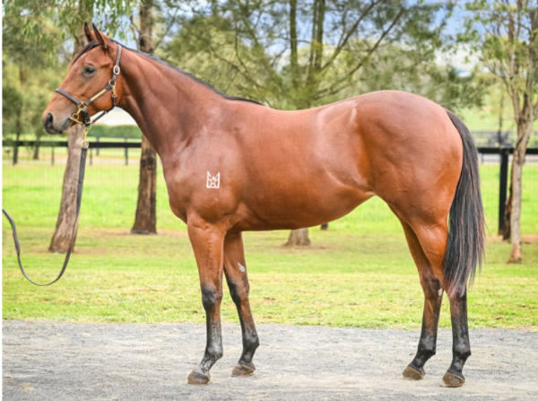 Unite the Stars cost just $8,000 at the Inglis HTBA Scone Sale.