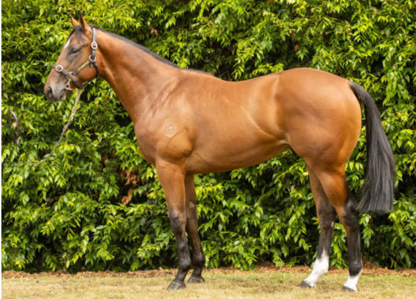 Unstopabull was a $180,000 Inglis Classic purchase.