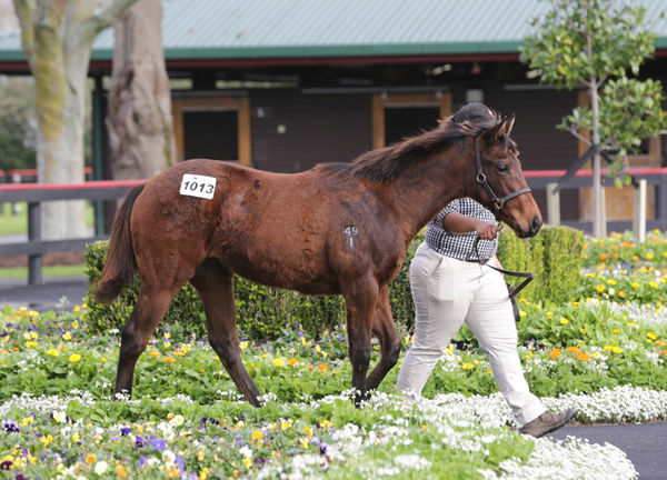 Lot 1013, the U S Navy Flag filly out of Honfleur, was purchased by Vern Trillo for $160,000. Photo: Trish Dunell