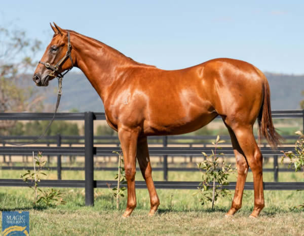 A $420,000 MM purchase, Useapin was the most expensive filly from the first crop of Yes Yes Yes.