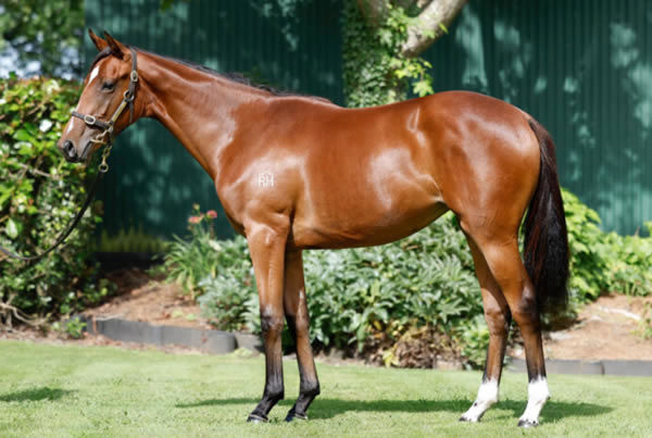 Lot 24 - the half-sister to Tokyo Tycoon, click to see her page.