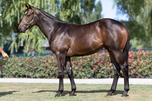 Valvano was a $110,000 K2 purchase from Rich Hill Stud.