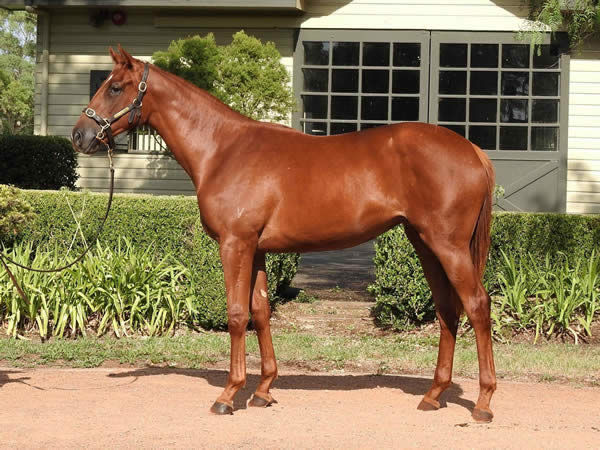 You can't invest $40,000 much better than this - Vanna Girl as a yearling