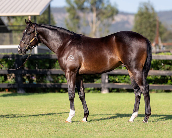 Vantorix was a $30,000 Inglis Classic purchase.