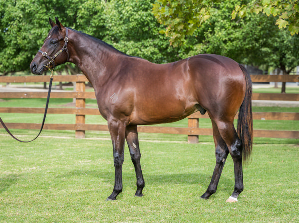 Vatican was a $1.2million Inglis Easter purchase from Ridgmont.