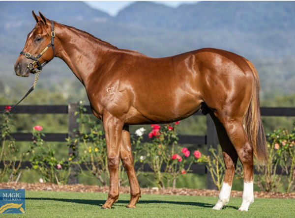 A $750,00 Magic Millions purchase, Veecee was the most expensive yearling by his sire in 2022.