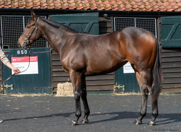 Venetian Sun was purchased for 240,000 guineas at Tattersalls October Book 1 Yearlings. 
