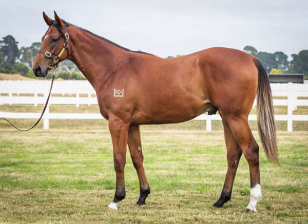 Verdad was a big scopey yearling that sold for $65,000 at Inglis Premier. 