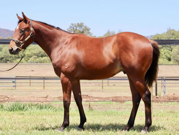 Vermentino a $210,000 Inglis Classic yearling