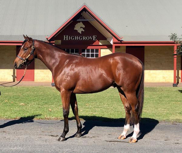 Verne a $300,000 Easter yearling