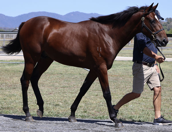 The full brother to Verry Elleegant will be offered at Inglis Easter.