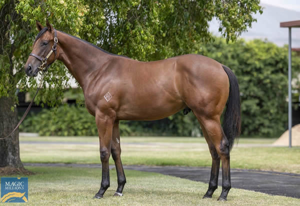 Vianarra was bought by Busuttin Racing for $105,000 at Magic Millions. 