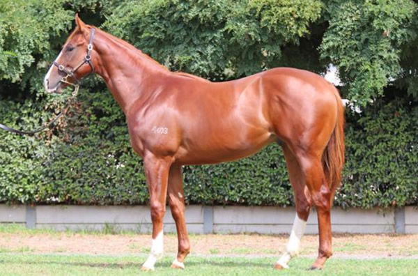 Bred and sold by Mill Park, Victory Tears was the most expensive yearling by Written Tycoon sold in 2019.