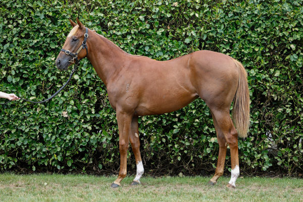 Vidia was a $600,000 Karaka Book 1 purchase.