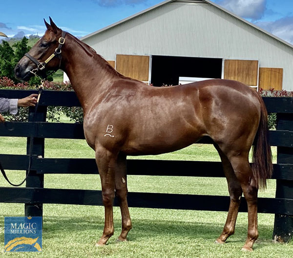 Vienna Cruise a $65,000 Magic Millions March Yearling
